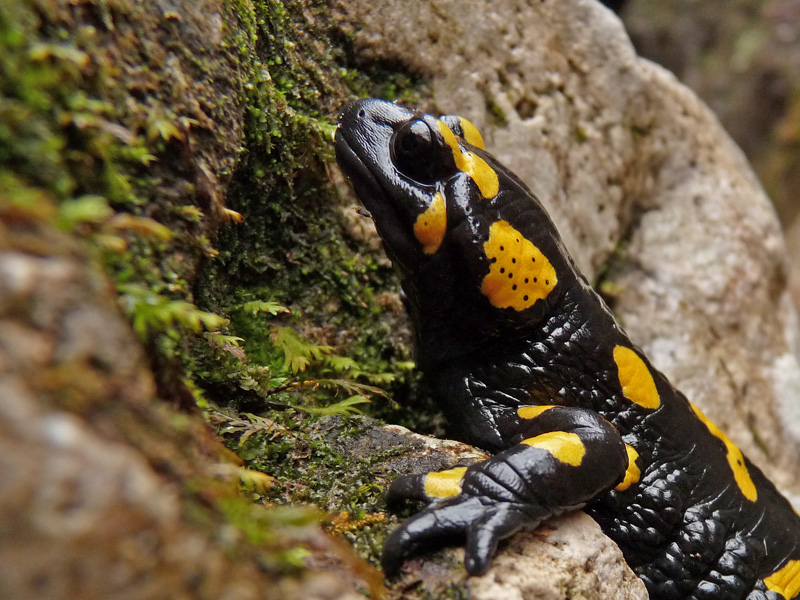 Salamandra salamandra